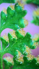 Davallia canariensis