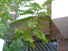 Ailanthus altissima