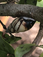 Drymaeus multilineatus