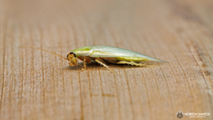 Panchlora
