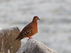 Zenaida galapagoensis