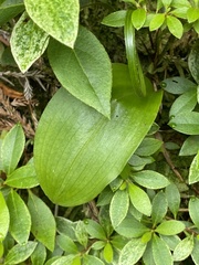 Platanthera pollostantha