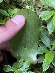 Platanthera pollostantha