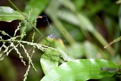 Sclerosomatidae