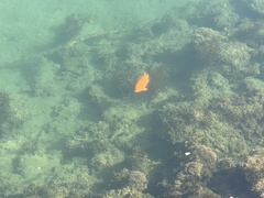 Hypsypops rubicundus