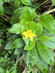 Lysimachia azorica