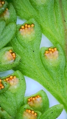 Davallia canariensis