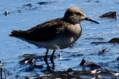 Calidris
