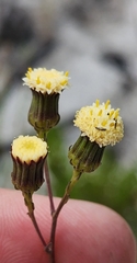Senecio paniculatus