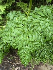 Angelica lignescens