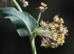 Asclepias vestita
