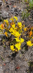 Disa tenuifolia