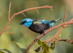 Stilpnia cyanicollis