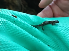 Plethodon albagula