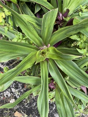 Tradescantia spathacea