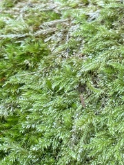 Pseudisothecium myosuroides