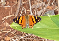 Hypanartia lethe