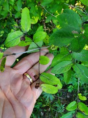 Lonicera morrowii