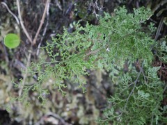 Hymenophyllum australe
