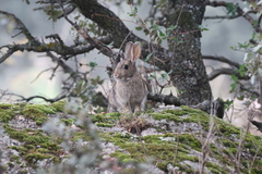 Oryctolagus cuniculus