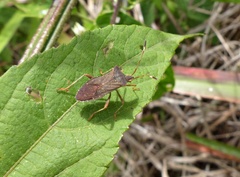 Coribergia declivicollis