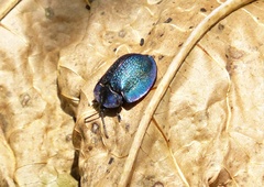 Cyrtonota