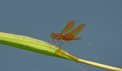 Perithemis intensa