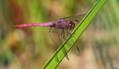 Orthemis ferruginea