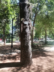 Magnoliopsida