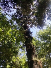 Magnoliopsida