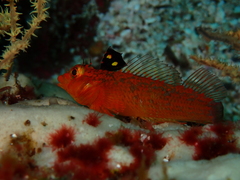 Lepidonectes corallicola