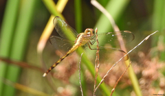 Erythrodiplax umbrata