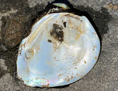 Unionidae