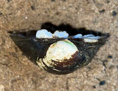 Unionidae