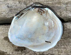Unionidae