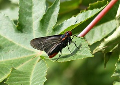 Pyrrhopygopsis socrates