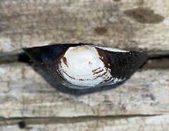 Unionidae