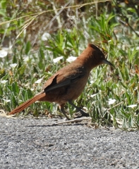 Pseudoseisura lophotes