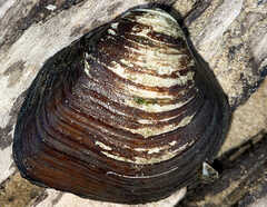 Unionidae