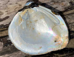 Unionidae