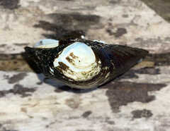Unionidae