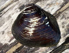 Unionidae