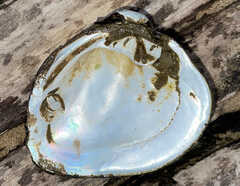 Unionidae