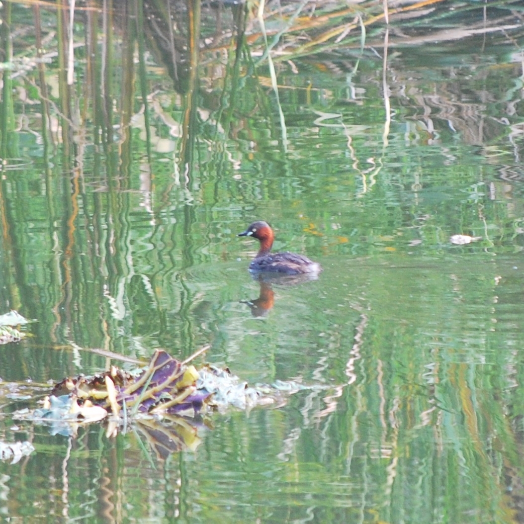 Little Grebe