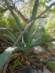 Agave aurea