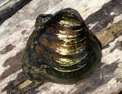 Unionidae