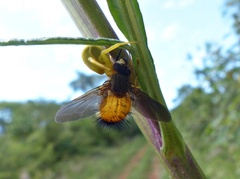 Diaphanomyia