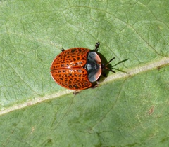 Botanochara macularia