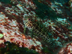 Malacoctenus tetranemus