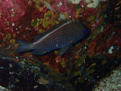 Chromis alta